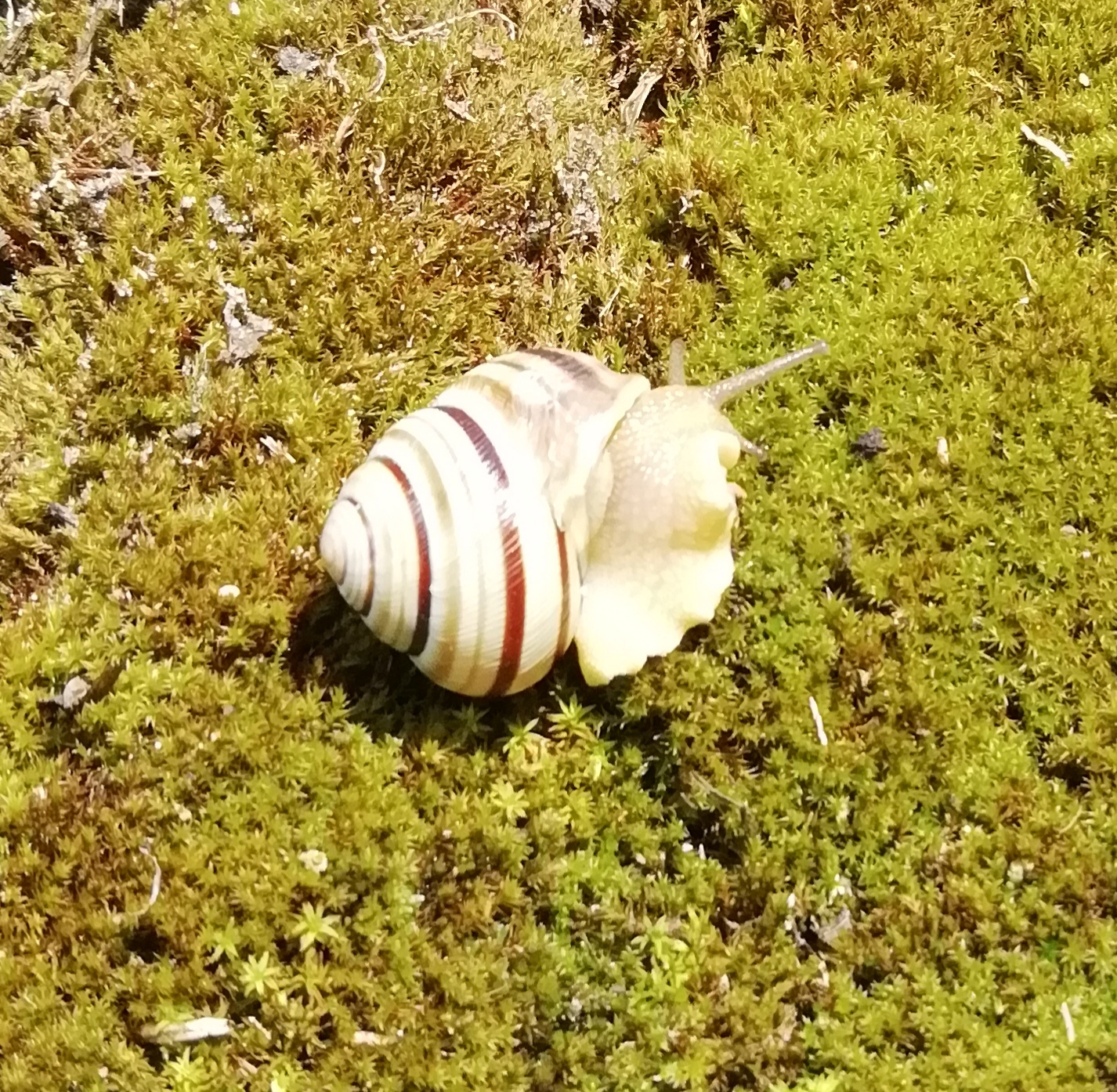 Pannon csiga (2)