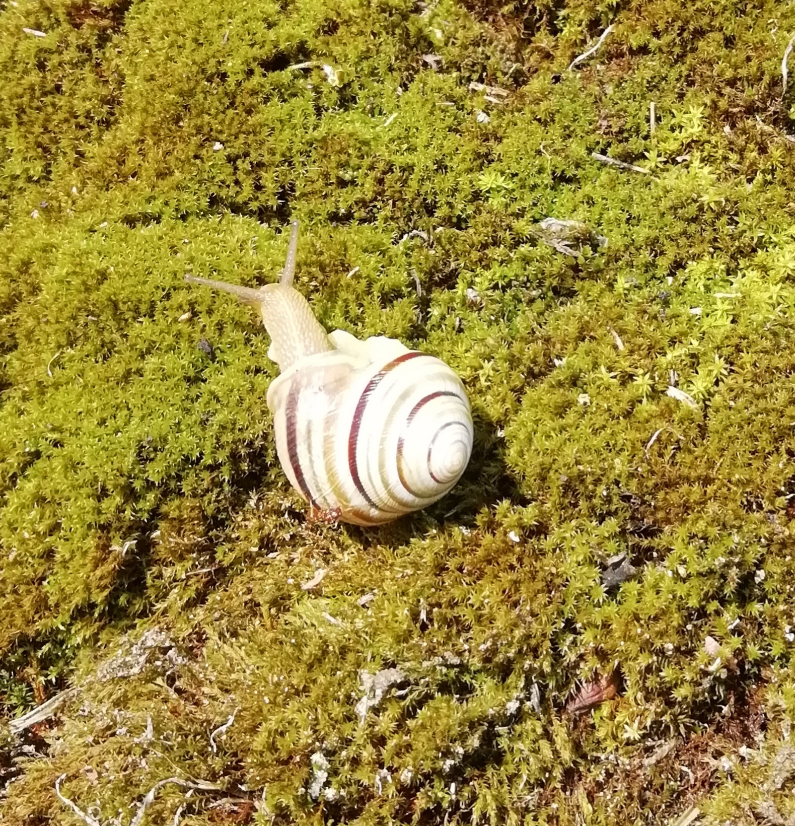 Pannon csiga