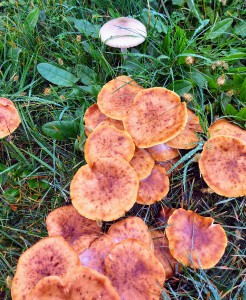 20201112_093609.jpg