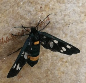 feherpettyes-alcsungolepke.jpg