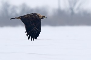parlagi-sas_csonkapeter-b00y0883.jpg