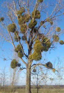 20170223_160329-3.jpg