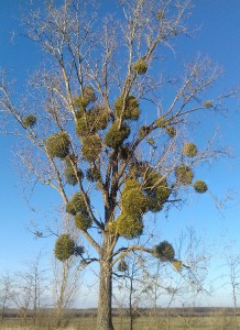 20170223_160329-2.jpg