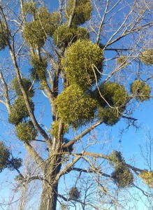 20170223_160304-2.jpg